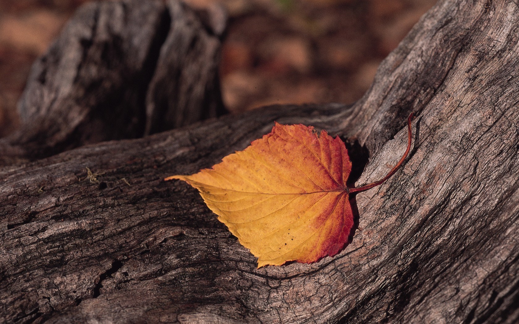 autumn-leave-macro-wood-1680×1050