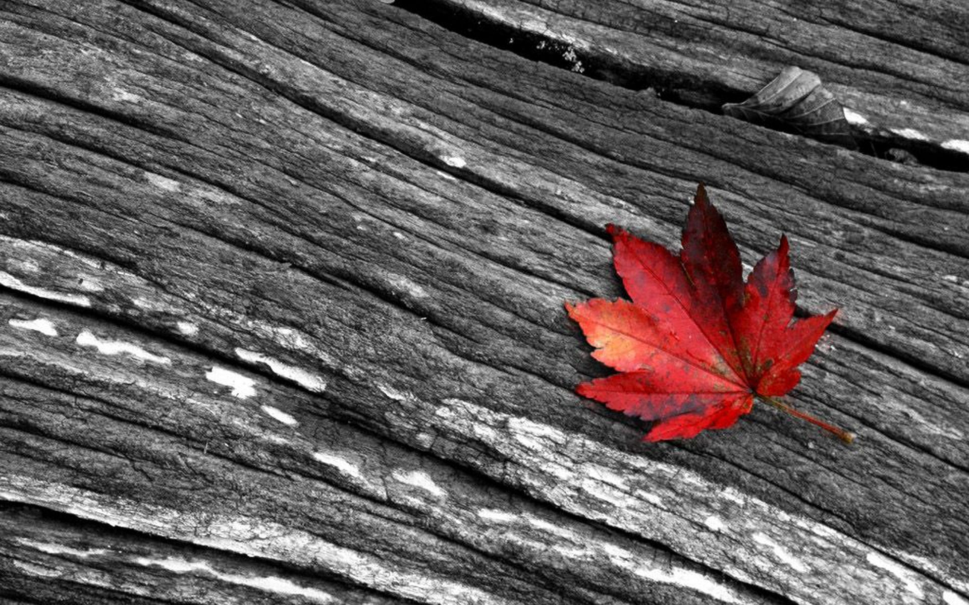 autumn-leaves-black-and-white-wallpaper-2